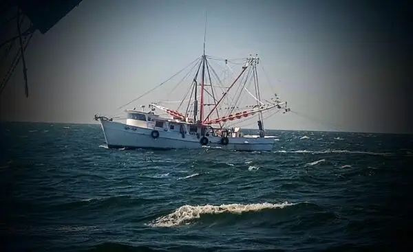 Wild Caught Atlantic White Shrimp Extra Large - Image 3
