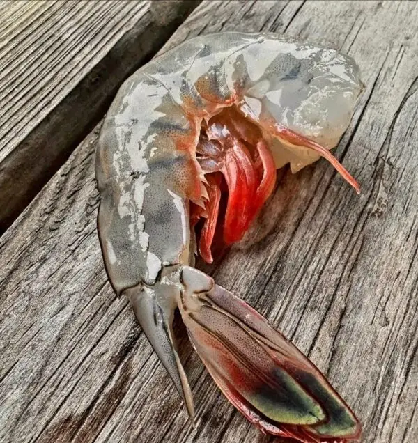 Wild Caught Atlantic White Shrimp Extra Large